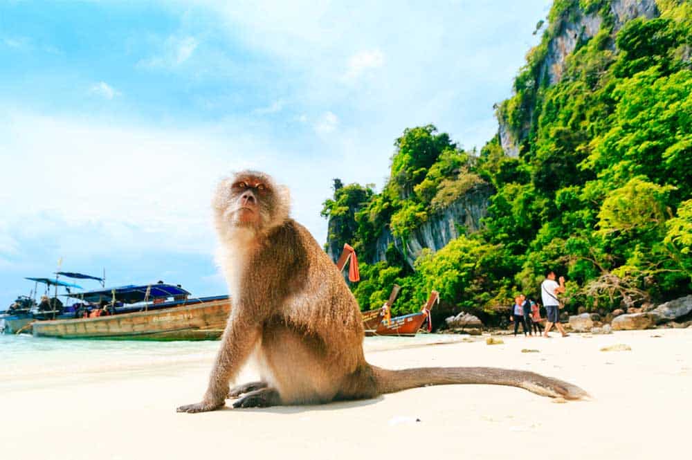 monkey-beach-thailand-2
